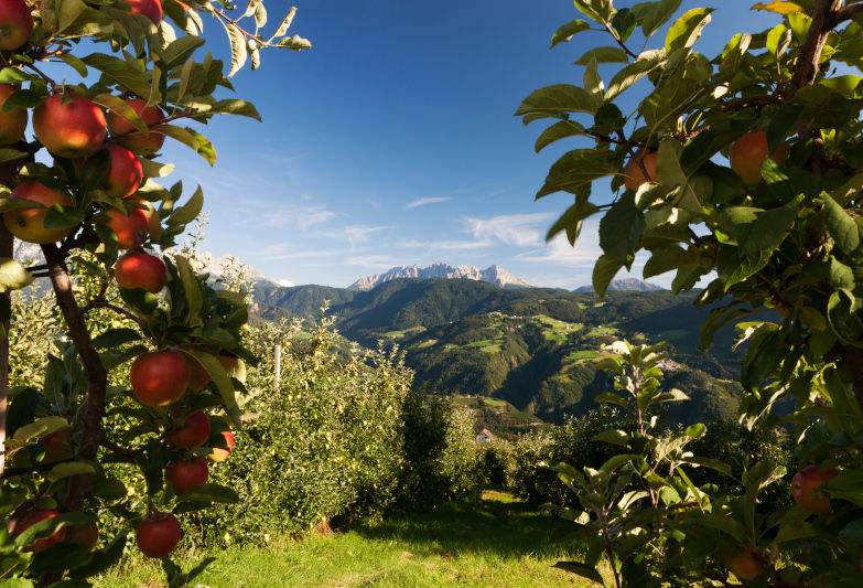 Dél-Tirolban jó almatermésre számítanak