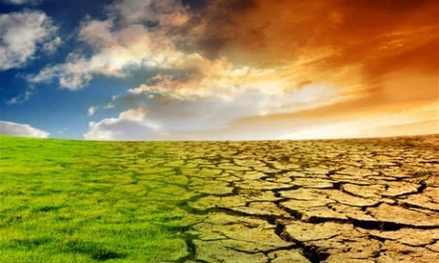 A felmelegedéssel új kártevők jelentek meg