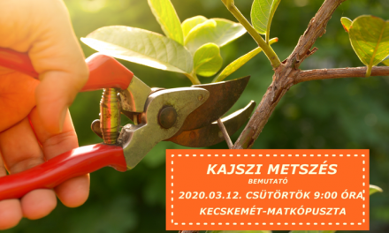 Kajszi metszési bemutató
