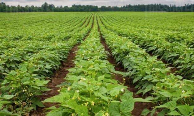 Szükséghelyzeti felhasználási engedély zöldbab kultúrában