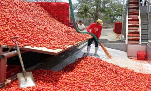 A déli féltekén hamarosan befejeződik az ipariparadicsom-szezon