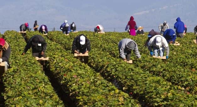 Azonnali intézkedések Spanyolországban a mezőgazdasági munkaerő biztosítása érdekében