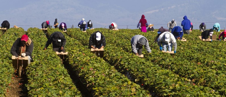 Azonnali intézkedések Spanyolországban a mezőgazdasági munkaerő biztosítása érdekében