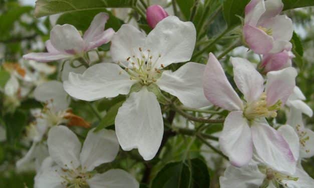 A tavaszi fagykárok felmérése – előzetes helyzetértékelés