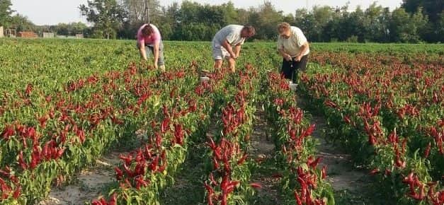 Szükséghelyzeti felhasználási engedély fűszerpaprika kultúrában