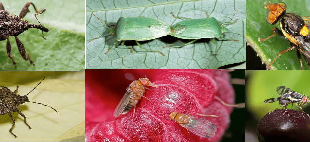 Szükséghelyzeti felhasználási engedély alma, cseresznye, meggy, kajszi, szilva, bogyós gyümölcsűek, hajtatott és szabadföldi paprika, valamint hajtatott és szabadföldi paradicsom kultúrákban