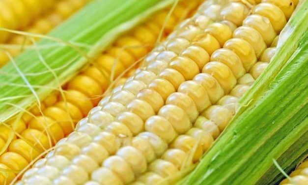 Szükséghelyzeti felhasználási engedély csemegekukorica kultúrában