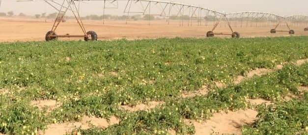 24 ezer hektár ipari paradicsom a spanyolországi Extremadura régióban