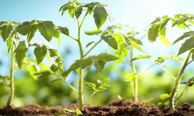 A heves esőzések miatt nem halad az ipari paradicsom palántázása az Ibériai-félszigeten