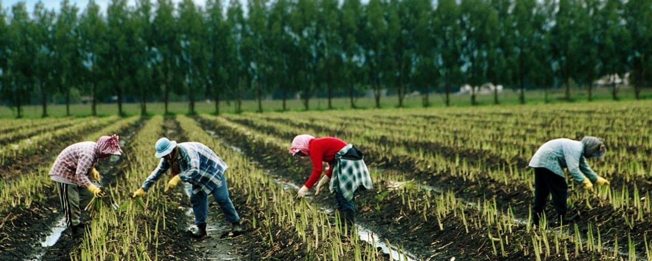 A mezőgazdasági idénymunkások Magyarországra történő belépésének szabályai