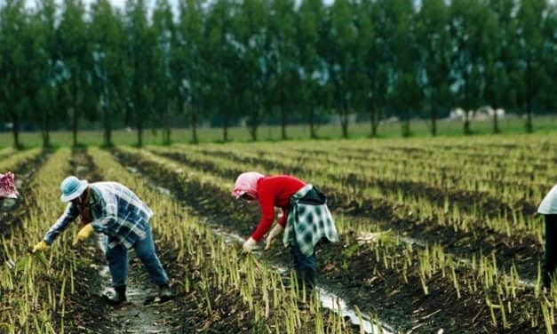 A mezőgazdasági idénymunkások Magyarországra történő belépésének szabályai