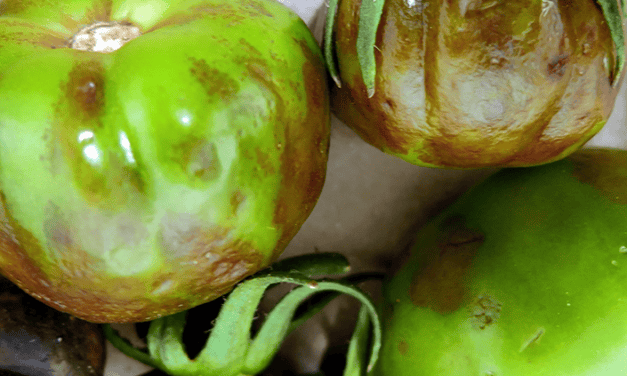 Andalúziában igényelhető támogatás a paradicsom barna termésráncosodás vírus (ToBRFV) okozta károk kompenzálására