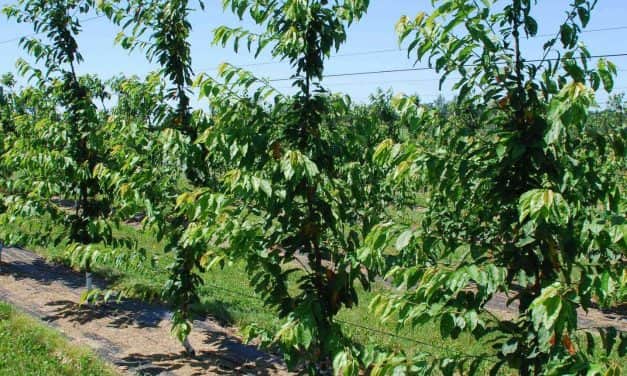 Cseresznyeorsó+: folyamatosan hozzáadnak, kiegészítik újabb és újabb megoldásokkal