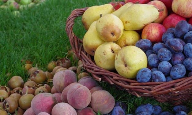 A FruitVeB és az ÉKASZ 2020. évi előzetes termésbecslése