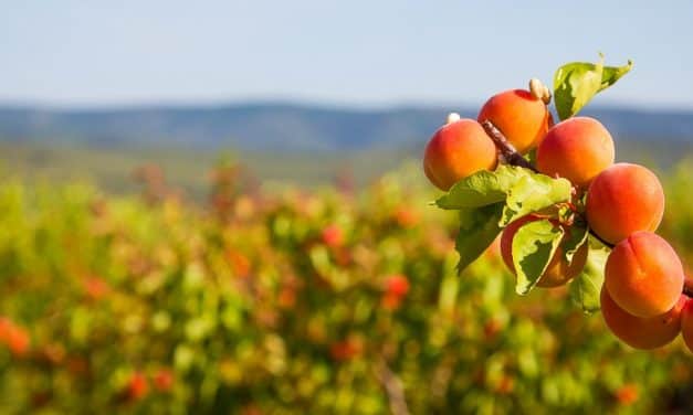 Európai kajsziprognózis: 37 százalékkal kevesebb kajszi várható a fő termesztő országokban