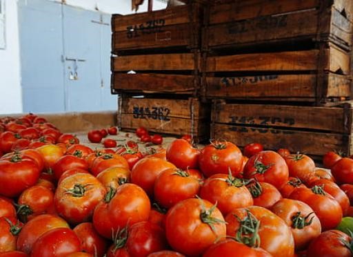France to end Moroccan tomato imports 