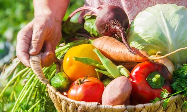 FruitVeB Bulletin 2019 – Zöldségtermesztés I. rész