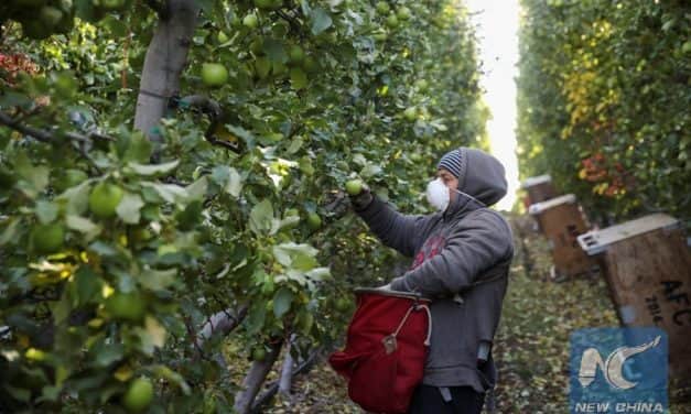 Kínában több almatermelő régióban is komoly gondot okoztak az április végi fagyok