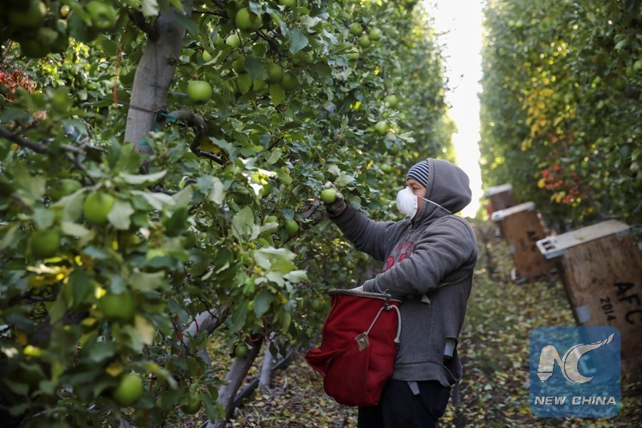 Kínában több almatermelő régióban is komoly gondot okoztak az április végi fagyok
