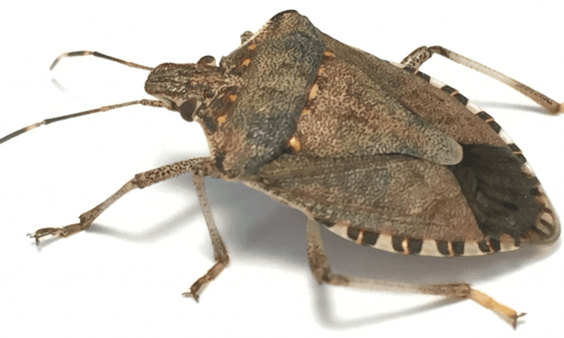 Mindent kipróbálnak az ázsiai márványospoloska ellen