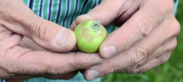 Májusi fagyok a lengyel almaültetvényeken