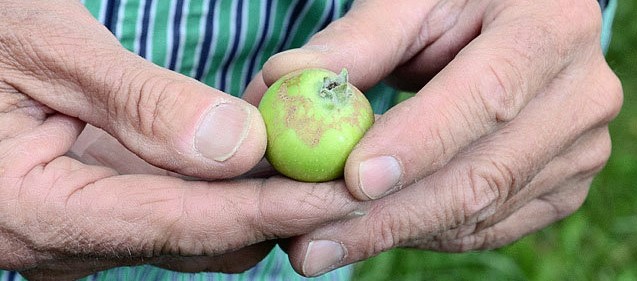 Májusi fagyok a lengyel almaültetvényeken