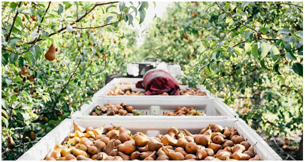 A képen kültéri, étel, gyümölcs, fánk látható

Automatikusan generált leírás