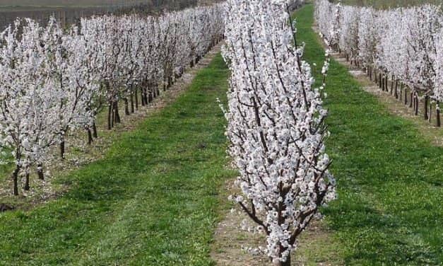 A kajszi karcsú orsó kialakítása