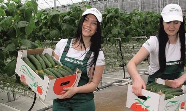 Az oroszországi zöldséghajtatás termelési eredményei