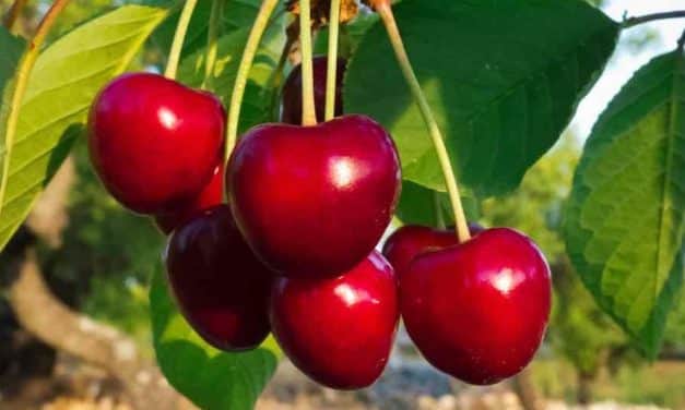 Gyenge lesz az idei cseresznyetermés