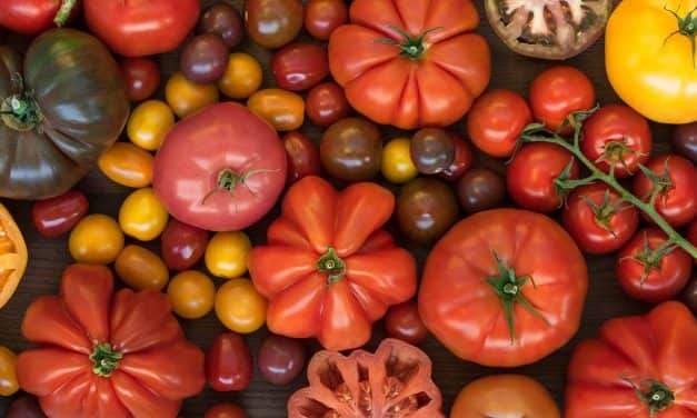 Különleges kóstoló: 800 paradicsomfajta egy helyen