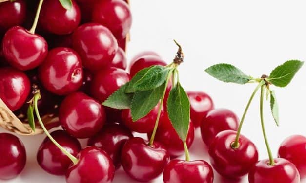 MEGGY TERMÉS- ÉS PIACI PROGNÓZIS – 2020.