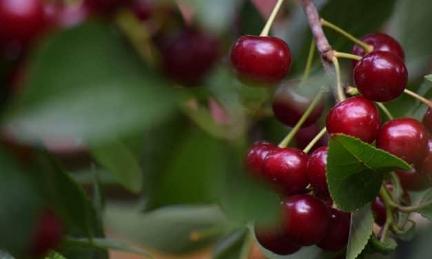 MEGGY ÁRPROGNÓZIS 2020. 06. 19.