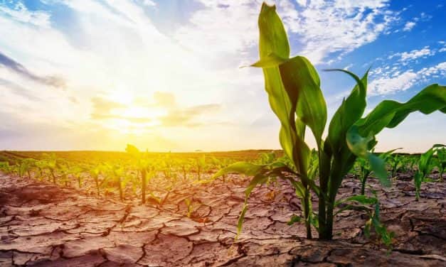 Mezőgazdasági termelőknek szóló tájékoztatás aszálykár esetére