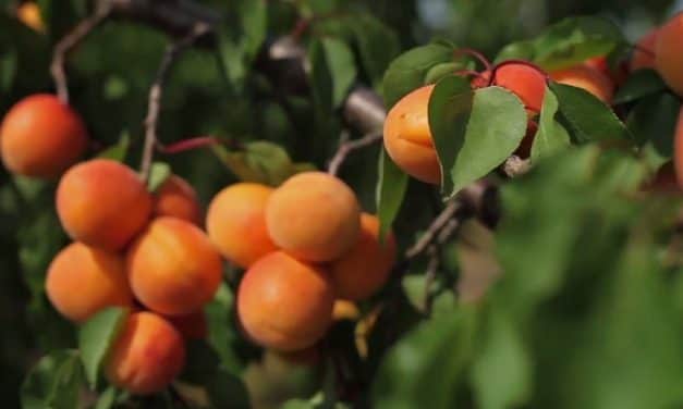 Szakmai konzultáció a fák alatt