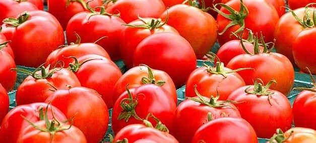 Csökken az Európai Unióban termelt frisspiaci paradicsom mennyisége – növekszik az import