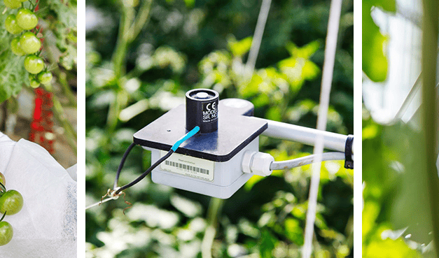 Mesterséges intelligencia az üvegházi paradicsomtermesztésben