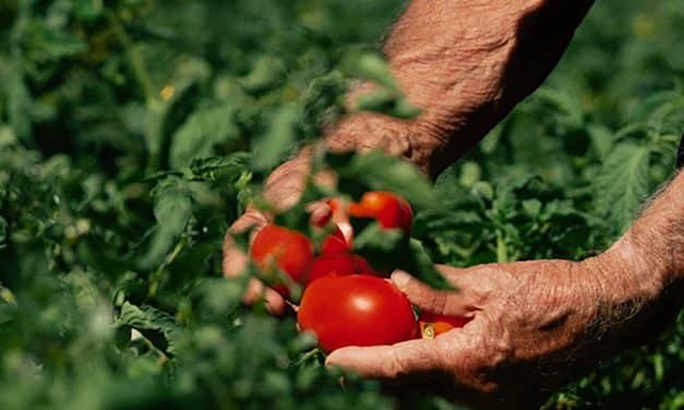 Olasz ipariparadicsom-árak: egyelőre nincs átfogó megállapodás