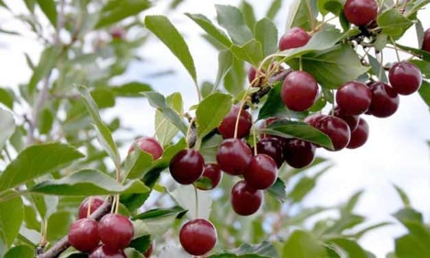 Saját gyártmányú meggykombájn