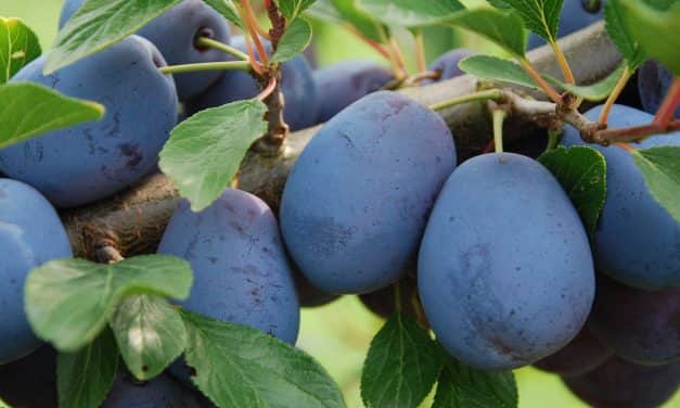 Szilva termésprognózis 2020. július 17-én