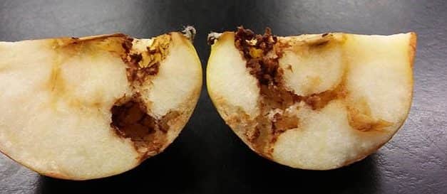 Terjed az USA-ban az almalégy