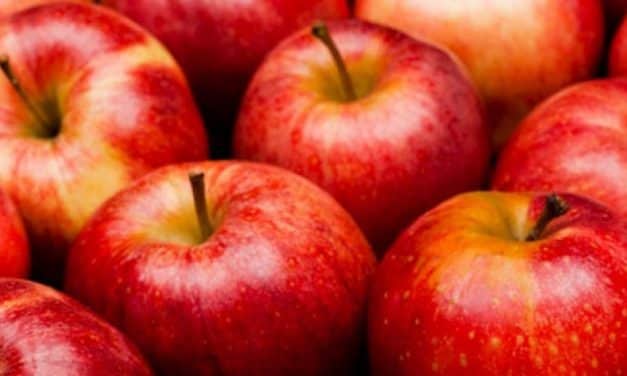 Valószínűleg nem jelentősek a lengyel almásokat sújtó fagykárok: 4 millió tonna körüli termés várható