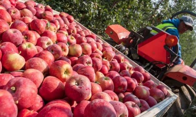 2020. ÉVI ALMA TERMÉS- ÉS PIACI PROGNÓZIS