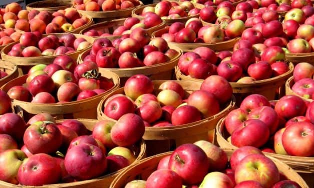 2020. ÉVI ALMA ÁRPROGNÓZIS