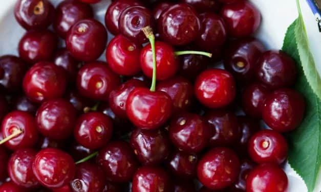 A lengyel hatóságok vizsgálatot indítanak a meggy felvásárlási árak miatt