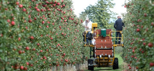 A tavaszi fagyok miatt valóban kisebb a lengyel almatermés