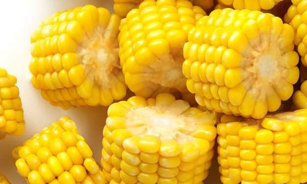 Közkedvelt a világpiacon a magyar csemegekukorica