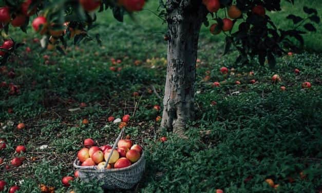 Almák a fa alatt – Lesz magyar gyümölcs, de nem várható érdemi árcsökkenés