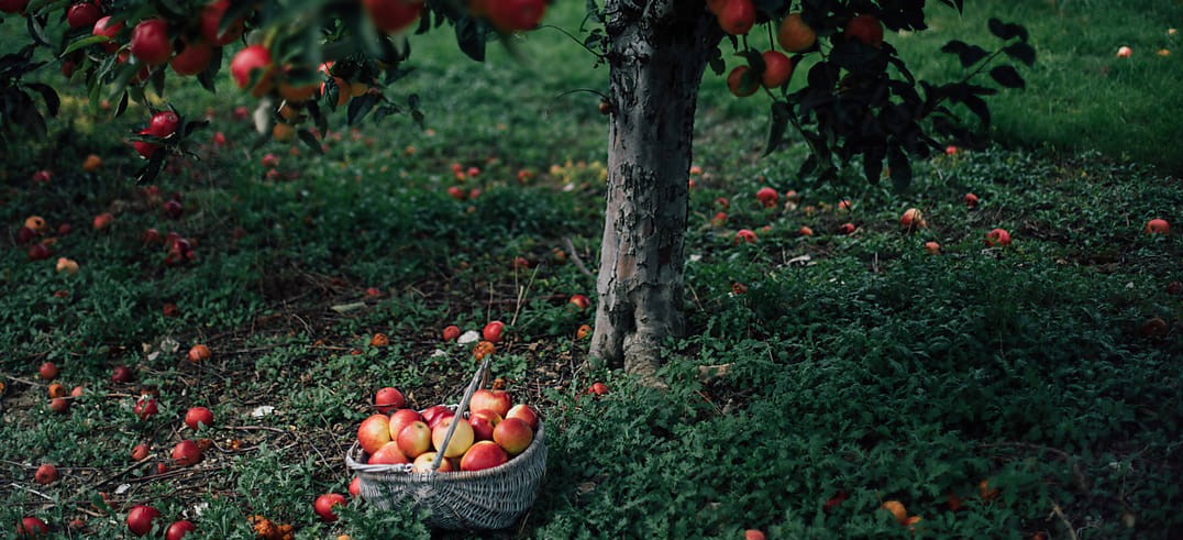 Almák a fa alatt – Lesz magyar gyümölcs, de nem várható érdemi árcsökkenés