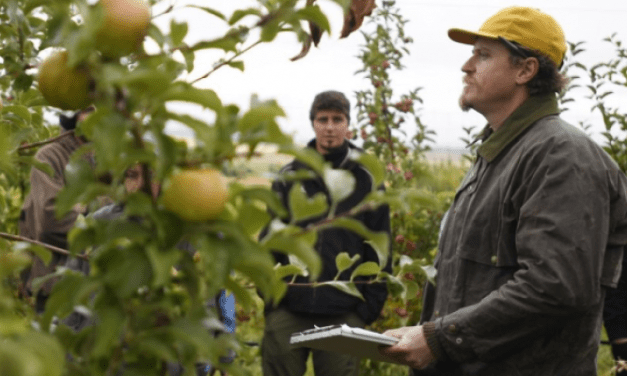 Fekete év lesz az idei a gyümölcstermesztésben